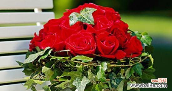 红玫瑰花代表什么意思?如何正确解读红玫瑰的花语?