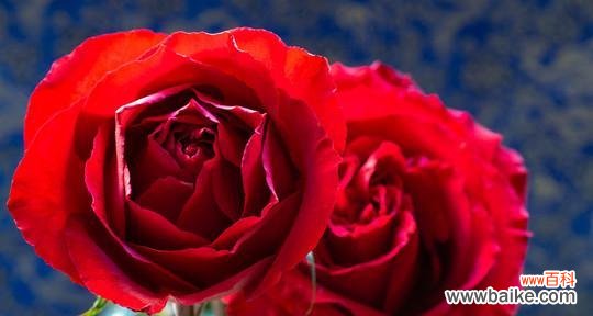 红玫瑰花代表什么意思?如何正确解读红玫瑰的花语?