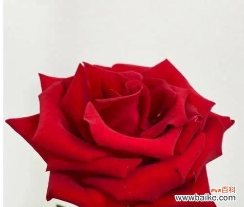 红玫瑰代表什么？红玫瑰的象征意义有哪些？