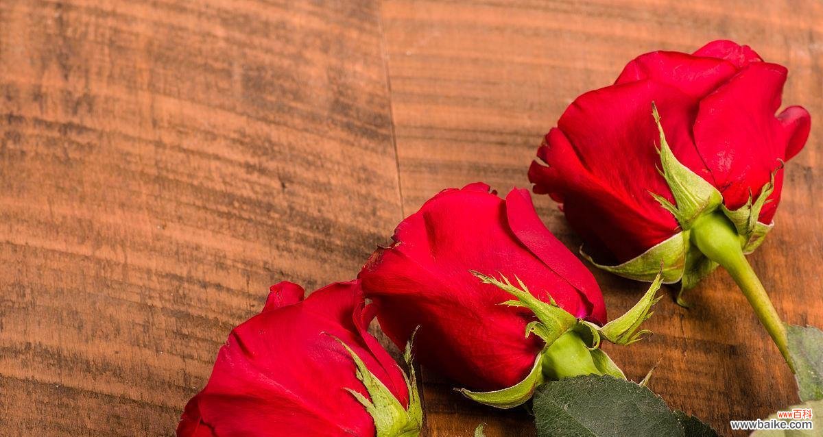 红玫瑰代表什么？红玫瑰的象征意义有哪些？