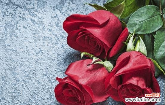红玫瑰代表什么？红玫瑰的象征意义有哪些？