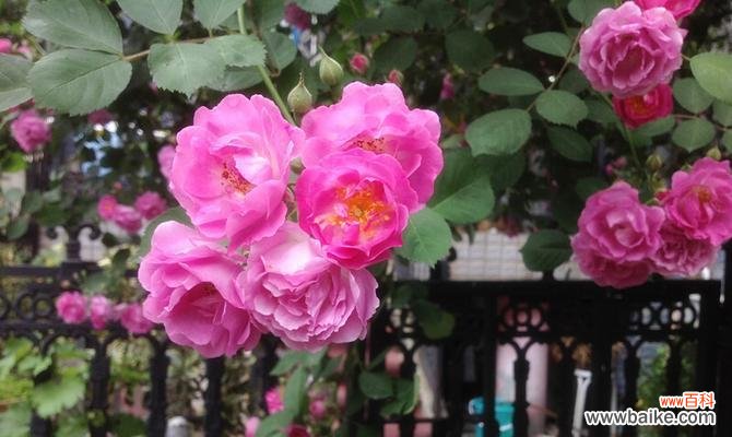 红蔷薇花语是什么？它代表了哪些意义？