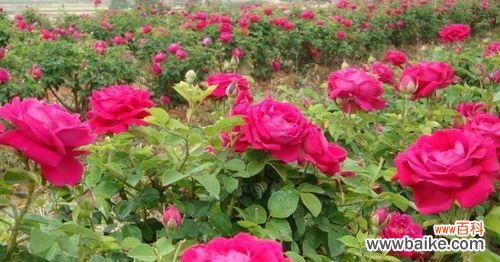 红蔷薇花语是什么？它代表了哪些意义？