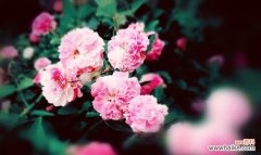 红蔷薇花语是什么？它代表了哪些意义？