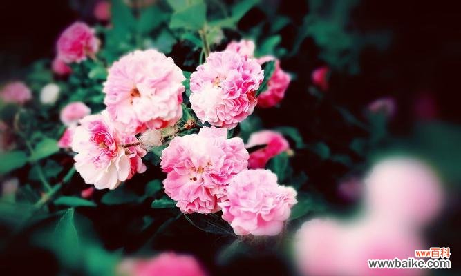 红蔷薇花语是什么？它代表了哪些意义？