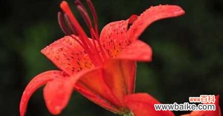 红色百合花代表什么？红色百合花的寓意有哪些？