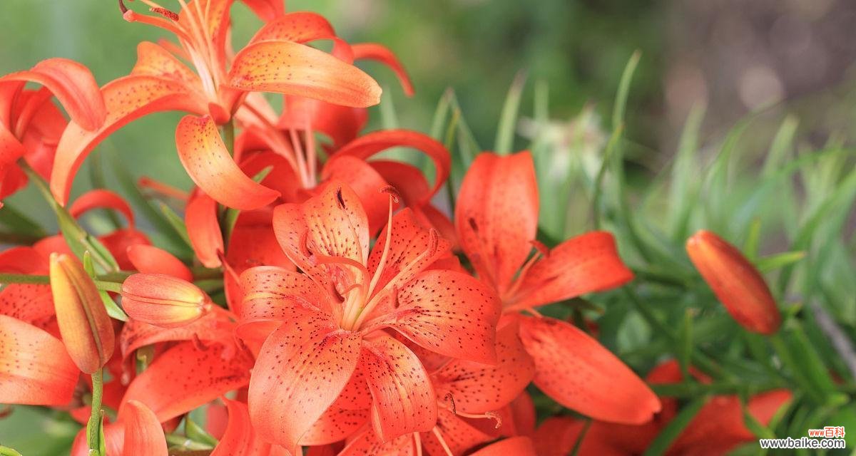 红色百合花代表什么？红色百合花的寓意有哪些？