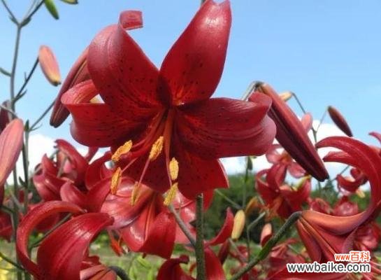 红色百合花代表什么？红色百合花的寓意有哪些？