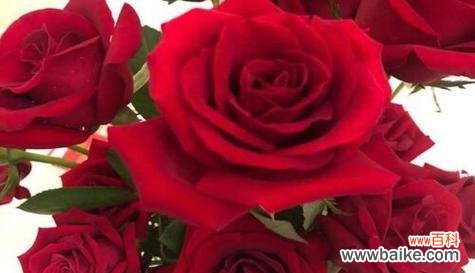 红色丁香花的花语是什么意思？如何表达爱意？