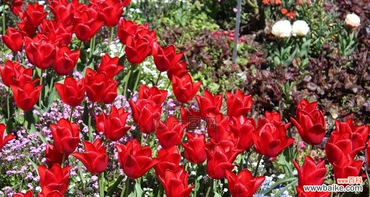 红色丁香花的花语是什么意思？如何表达爱意？