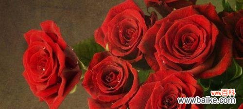 了解玫瑰花背后的含义，送出心意更得体 玫瑰花的寓意与数量