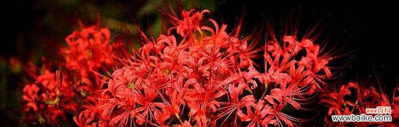 传递着生命的气息，让人心灵净化 曼珠沙华花语