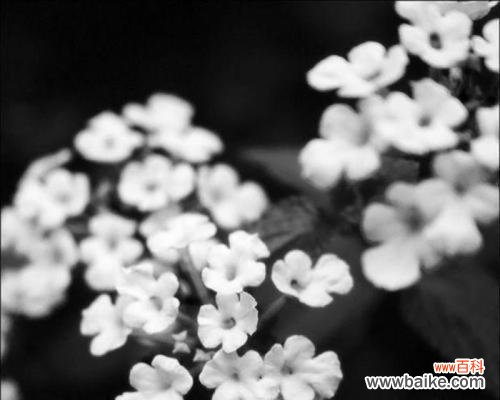 美丽与忠诚的象征 荼蘼花语揭秘