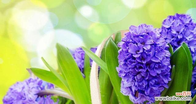 探究花朵的美丽背后 风信子的象征意义