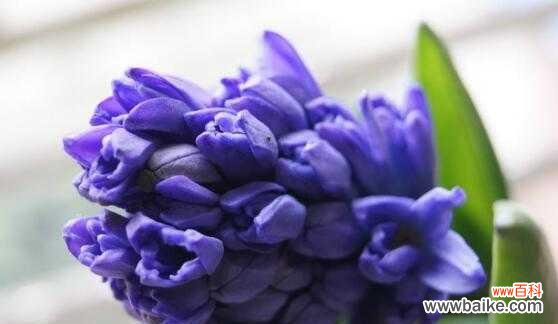 探究花朵的美丽背后 风信子的象征意义