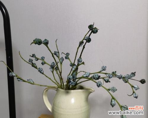 探寻尤加利叶花语的意义及表达方式 尤加利叶花语