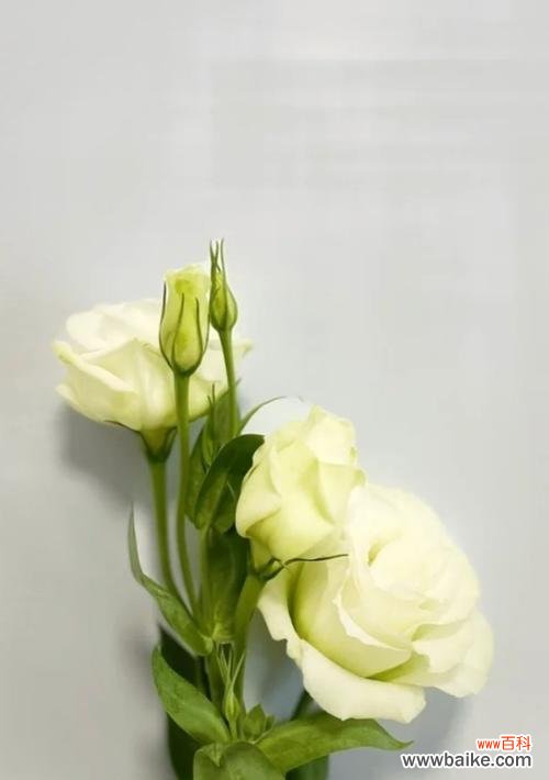 桔梗花的寓意、历史、文化价值及神话传说 探寻桔梗花的花语之谜