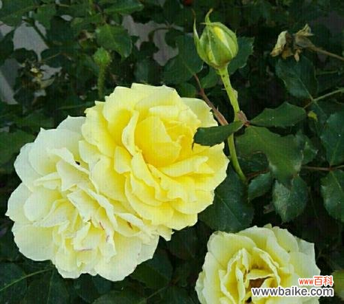 探究八种不同寓意的花语 用花语传递的特殊情感