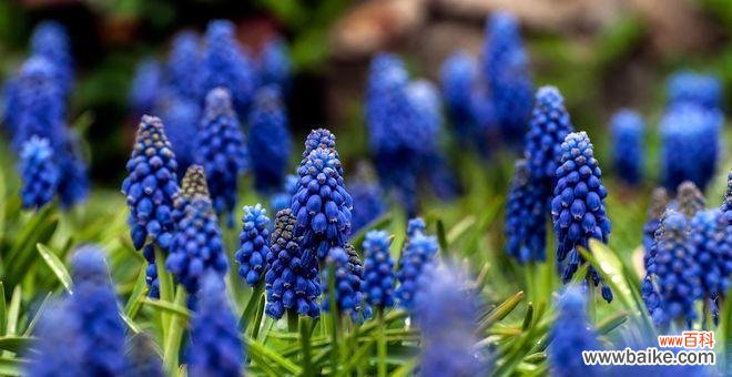 探究八种不同寓意的花语 用花语传递的特殊情感