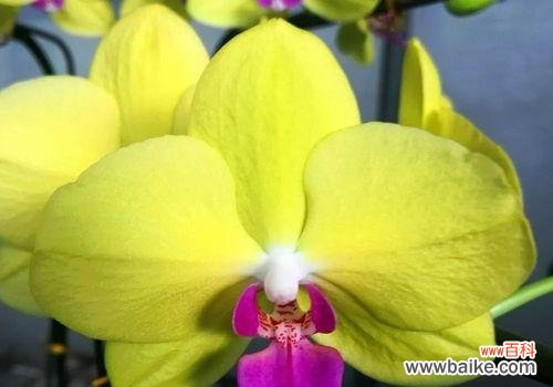 探究八种不同寓意的花语 用花语传递的特殊情感