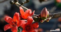 探索木棉花的寓意和花语 木棉花之美
