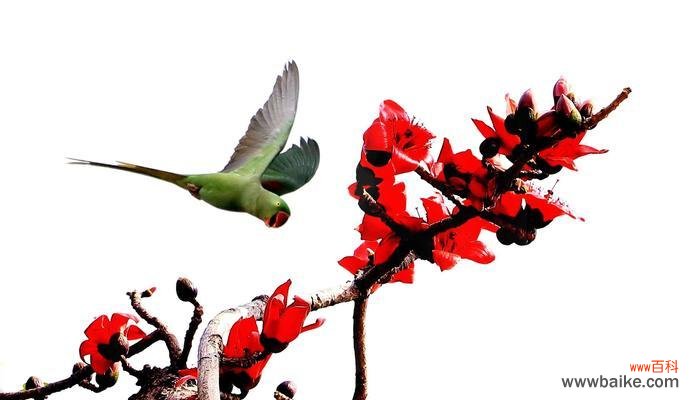 探索木棉花的寓意和花语 木棉花之美