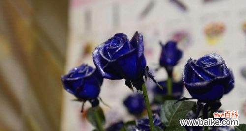 以诗意之美表达独一无二的感受,最深情的承诺 传承爱情的经典,蓝玫瑰的花语