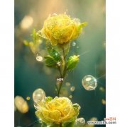 用黄玫瑰传递的真正含义 黄玫瑰的花语