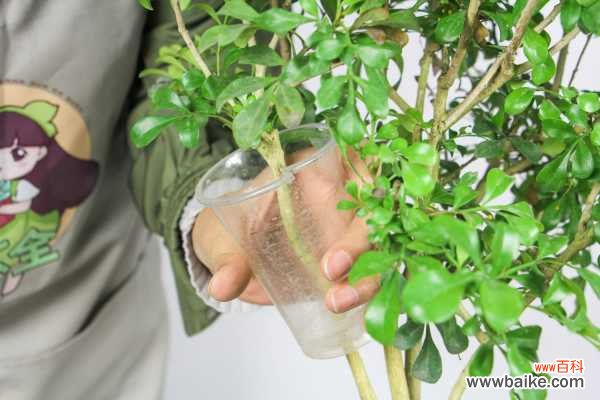 米兰花叶子发蔫怎么办