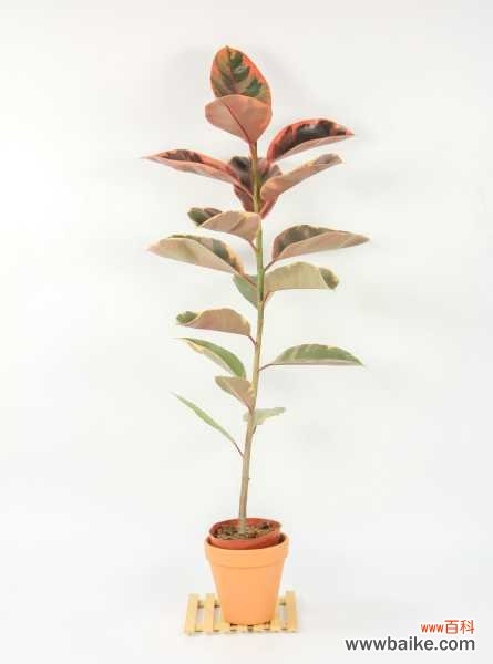 橡皮树叶子上有白点怎么办