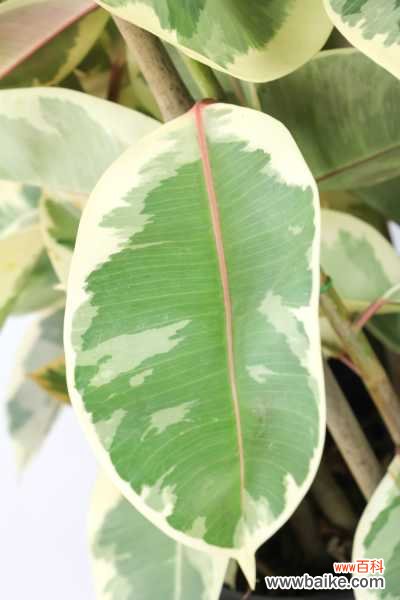 橡皮树叶子上有白点怎么办