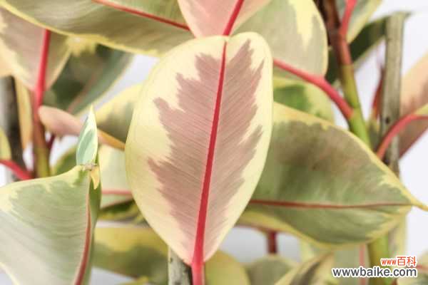 橡皮树叶子下垂怎么办