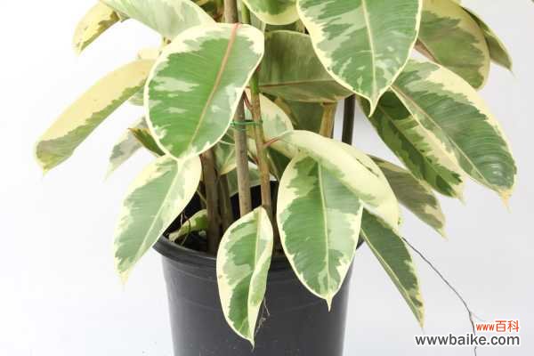 橡皮树叶子下垂怎么办