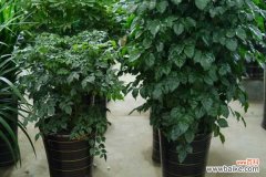 绿宝树叶子下垂怎么办