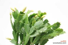 蟹爪兰叶子耷拉怎么办