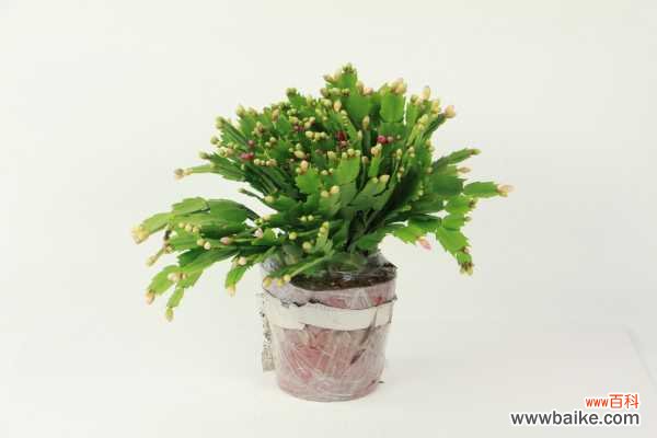 蟹爪兰叶子耷拉怎么办