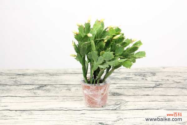 蟹爪兰叶子长白点怎么办