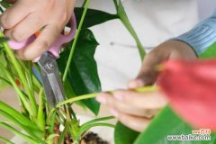 红掌掉叶子怎么办