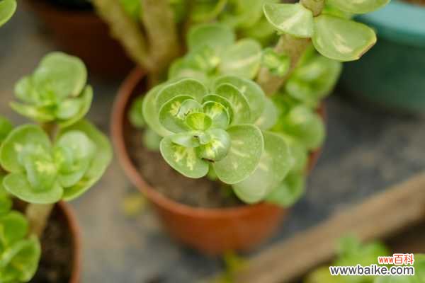 金钱木叶子很薄怎么办