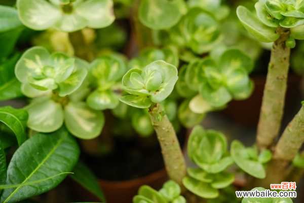 金钱木叶子很薄怎么办