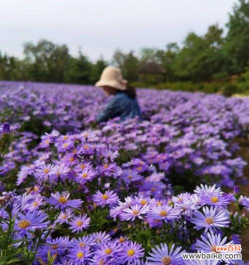 一朵代表忍耐与勇气的花 紫菀花语紫菀的传说