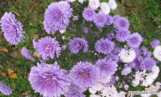 一朵代表忍耐与勇气的花 紫菀花语紫菀的传说