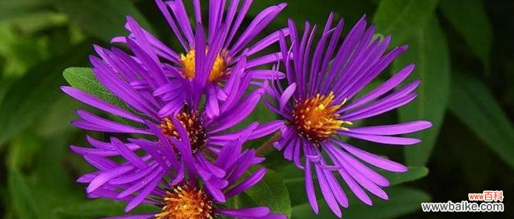 一朵代表忍耐与勇气的花 紫菀花语紫菀的传说