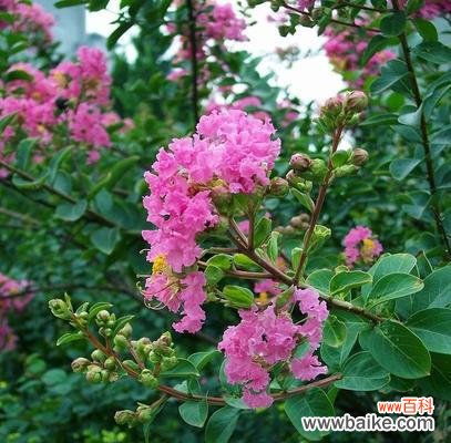 探寻紫薇花的神秘魅力与文化意义 紫薇花的含义及象征意义