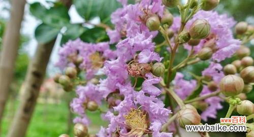 探寻紫薇花的神秘魅力与文化意义 紫薇花的含义及象征意义