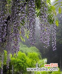 花开花落 紫藤花花语寓意