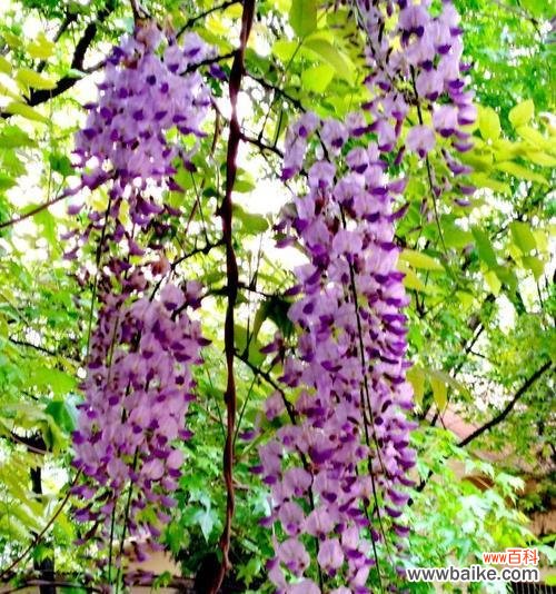 探寻紫藤花背后的深意 紫藤花语的美丽与意义