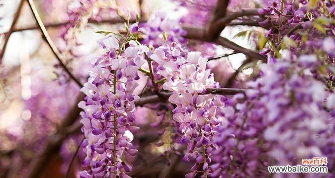 探索紫藤花的内涵和象征 紫藤花语的象征与寓意