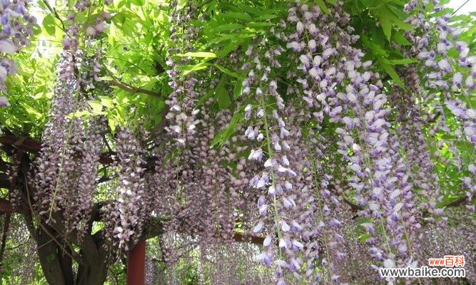 揭示紫藤树的象征意义与文化内涵 紫藤树的寓意是什么