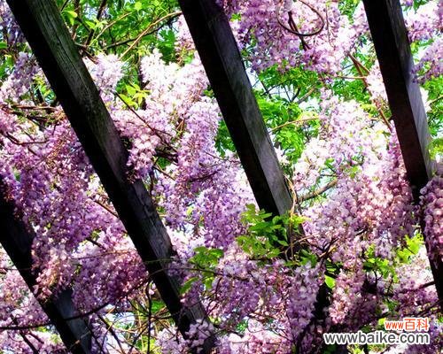 揭示紫藤树的象征意义与文化内涵 紫藤树的寓意是什么